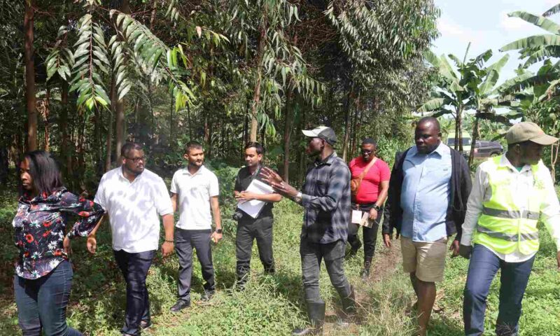GRO Foundation To Restore Mabira Forest With Millions Of Indigenous Tree Species During Their 1 Billion Trees Global Campaign